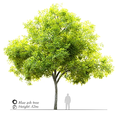 Blue Ash Tree: Height 12m 3D model image 1 
