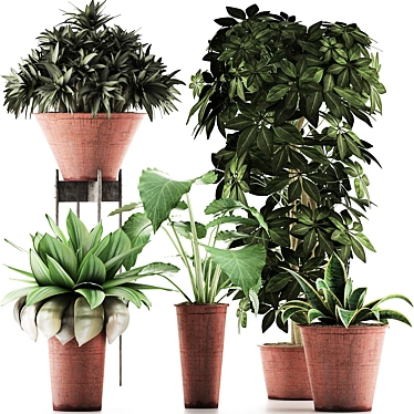 Exotic Plants Assortment: Alocasia, Sansevieria, Schefflera, Agave 3D model image 1 