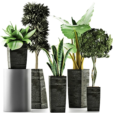 Exotic Plant Collection: Alocasia, Sansevieira, Schefflera, Agave 3D model image 1 