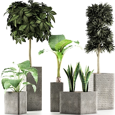 Exotic Plants Collection - Decorative Trees 3D model image 1 