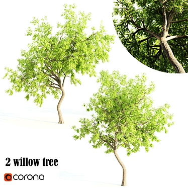 Tall and Majestic Willow Trees: 12m and 13m Heights 3D model image 1 
