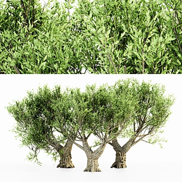 African Olive Tree Trio: Stunning Virtual Landscape 3D model image 1 