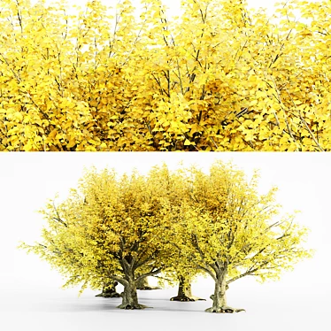 Autumn Splendor: American Beech Tree Collection 3D model image 1 