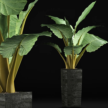 Tropical Elegance: Alocasia Collection 3D model image 1 