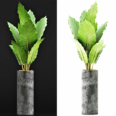 Tropical Greenery: Alocasia Plants 3D model image 1 