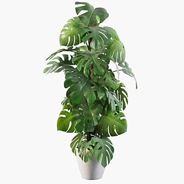 Tropical Monstera: Lush 150cm 3D model image 1 