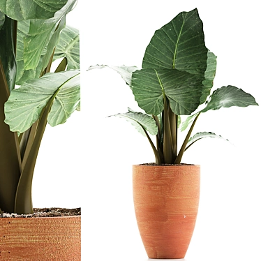 Exotic Alocasia Collection: Perfect Decor 3D model image 1 