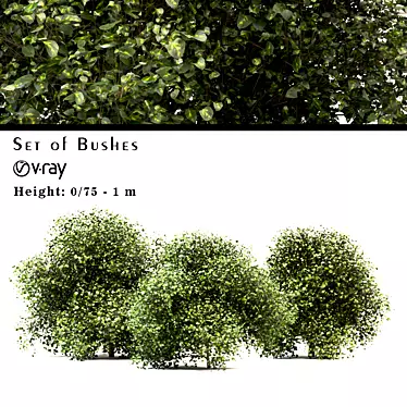 Versatile Buxus Bush Trio 3D model image 1 