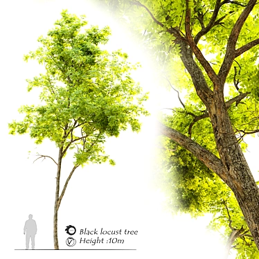 Black Locust Tree - Height 10m 3D model image 1 