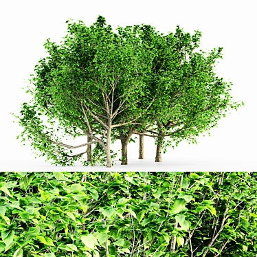 Graceful Bradford Pear Tree Collection 3D model image 1 