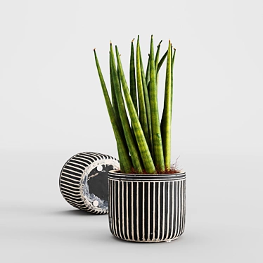 3D Scanned Sansevieria Cylindrica Plant 3D model image 1 