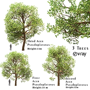 Sycamore Maple Tree Set 3D model image 1 