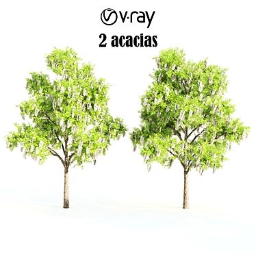 Tall Acacia Trees, 10m Height 3D model image 1 