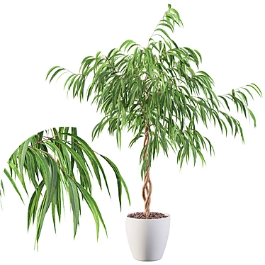 Ficus Ali: Stunning 3D Plant 3D model image 1 