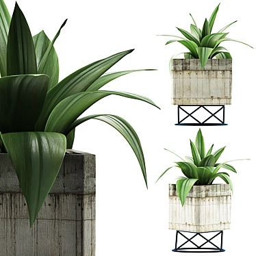 Agave Collection: Clean Geometry, Detailed Texture 3D model image 1 