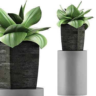 96 Agave Plant Collection: Clean Geometry, Perfect for Detail 3D model image 1 