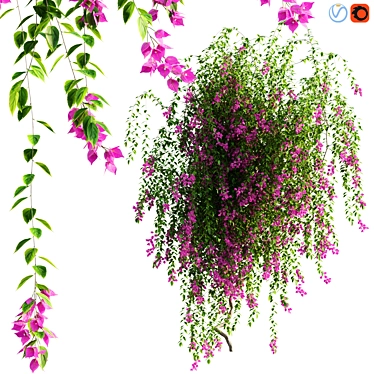 Tropical Bougainvillea Plant - 3D Model 3D model image 1 