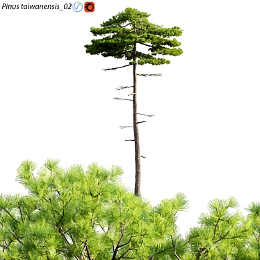 Taiwan Red Pine | 3D Models & Textures 3D model image 1 