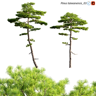 Taiwan Red Pine: 3D Models & Textures 3D model image 1 