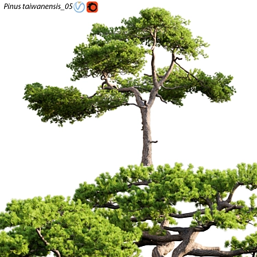 Taiwan Red Pine | 3D Model Archive 3D model image 1 