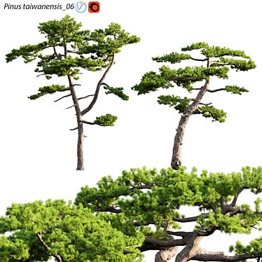 Taiwan Red Pine 3D Models 3D model image 1 