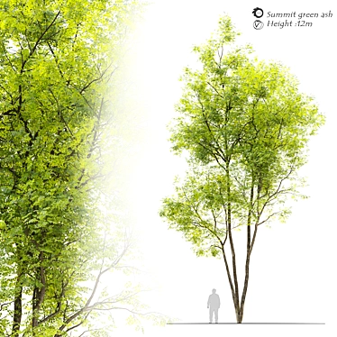 Fraxinus pennsylvanica Summit: Stunning Green Ash 3D model image 1 