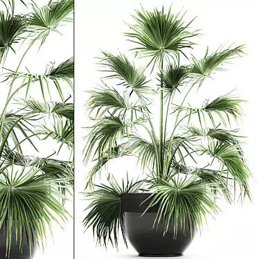 Tropical Plant Collection in Black Pots 3D model image 1 