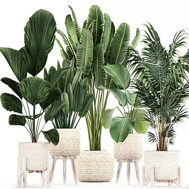 Tropical Plant Paradise: Indoor & Outdoor Plant Collection 3D model image 1 