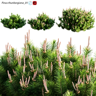 Japanese Black Pine 3D Archive 3D model image 1 