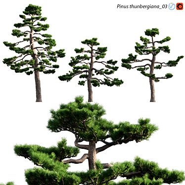 Japanese Black Pine | 3D Model 3D model image 1 