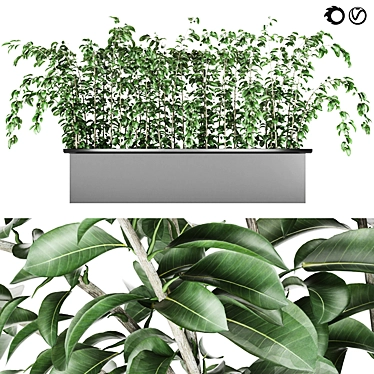 Elegant Ficus Elastica Plant 3D model image 1 