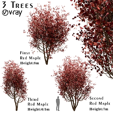 Scenic Trio: Red Maple Trees (3 Trees) 3D model image 1 