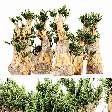 5 Bristlecone Pines - Stunning Tree Collection 3D model image 1 