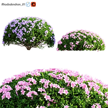 Archived 3D Rhododendron Models 3D model image 1 