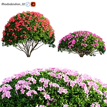Rhododendron Archival 3D Models 3D model image 1 
