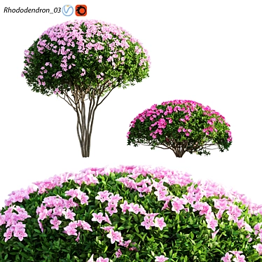 Rhododendron 03 - High-Quality 3D Model and Textures 3D model image 1 