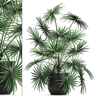 Exotic Palm Collection: Livistona, Coccothrinax, Thrinax 3D model image 1 