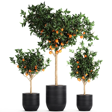 Exotic Citrus Orange Tree: Indoor/Outdoor Decor 3D model image 1 