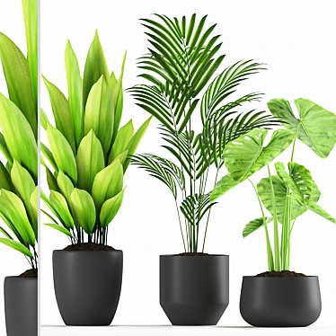 Exotic Palm Majesty & Alocasia Plant Set 3D model image 1 