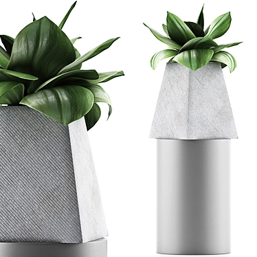 Sleek Agave Plant Collection 3D model image 1 