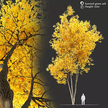Autumn Summit Green Ash Tree 3D model image 1 