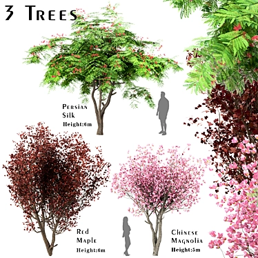 3 Tree Set: Red Maple, Chinese Magnolia & Persian Silk 3D model image 1 