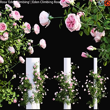 Archived 3D Models - Rose Climbing 3D model image 1 