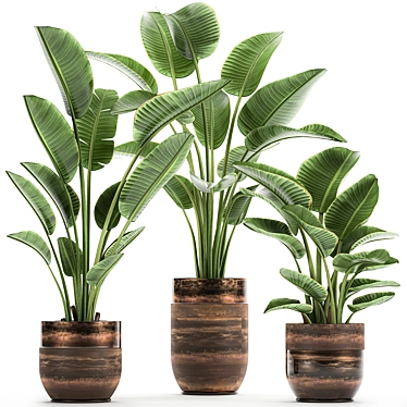 Title: Exotic Banana Palm - Plant Collection! 3D model image 1 