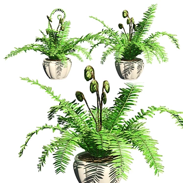 Lush Double Boston Fern: Incl. Pot 3D model image 1 