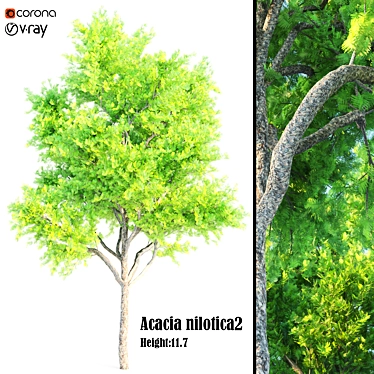 Exquisite Acacia Nilotica Wood 3D model image 1 