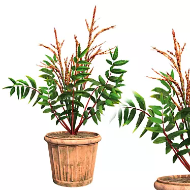 Elegant False Spirea in Pot 3D model image 1 