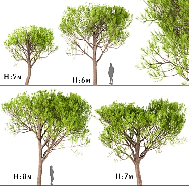 Italian Stone Pine Trees Set (4 Trees) 3D model image 1 