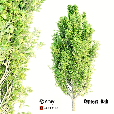 Cypress Oak Polygon Puzzle 3D model image 1 