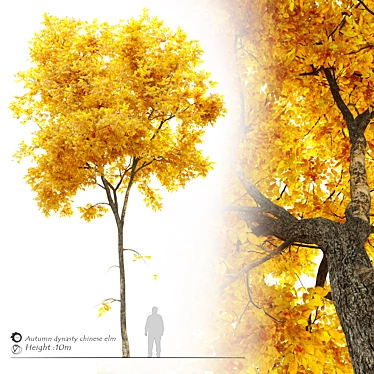 Dynasty Chinese Elm: Autumn Beauty 3D model image 1 